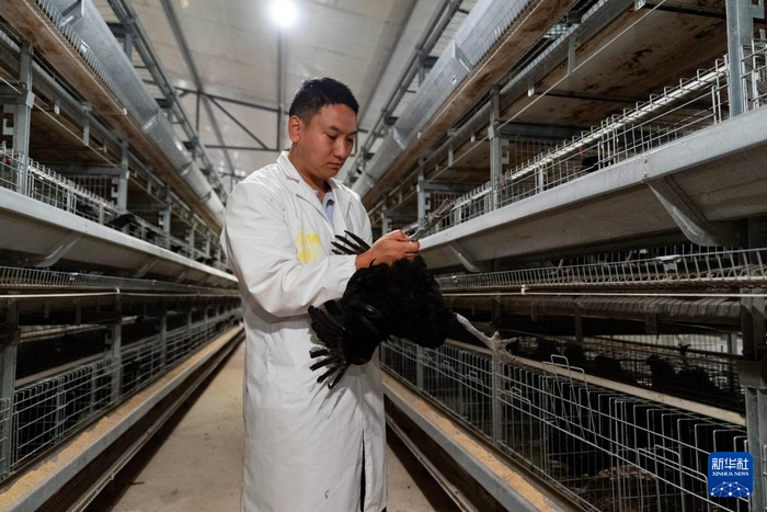 南辛种禽: poultry 生态链中的领航者