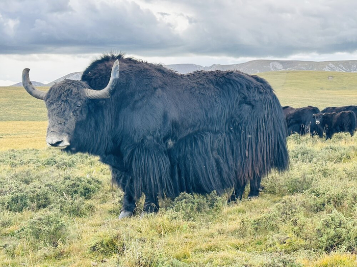 一路牧歌,"犇"向美好新生活|合作社|畜牧业_新浪新闻
