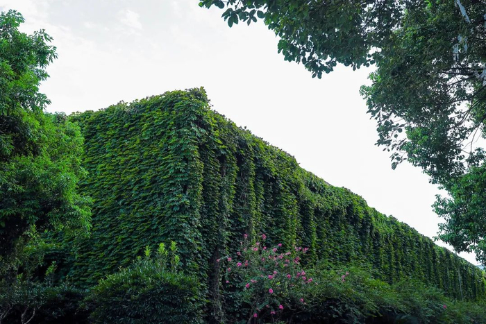 |从外部道路看生产车间，沿壁生满了爬墙虎。在温暖的季节，绿色能覆盖整栋建筑。 摄影/好酒地理局视频中心