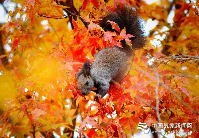 图为内蒙古自治区通辽市左后旗乌旦塔拉五角枫森林公园一角 科尔沁左翼后旗气象局 供图