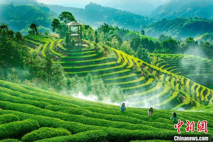 周宁茶园。周宁县融媒体中心 供图