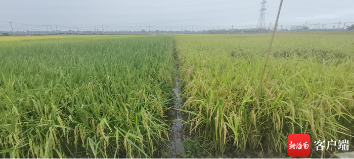 　　11月2日，2023年优质高产水稻、“海南好米”品种示范项目现场观摩培训会在乐东抱孔洋举行。记者 利声富 摄