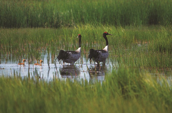 黑颈鹤。青海湖国家级自然保护区管理局供图