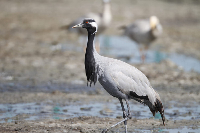 蓑羽鹤。青海湖国家级自然保护区管理局供图