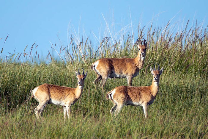 普氏原羚。青海湖国家级自然保护区管理局供图