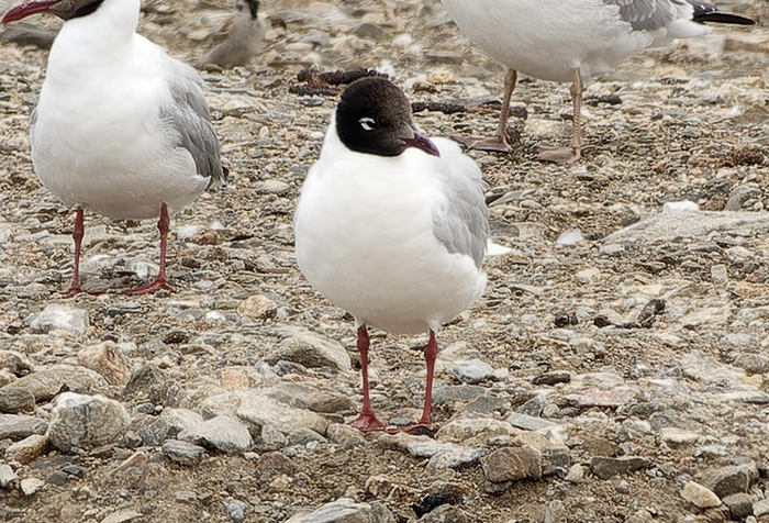 遗鸥。青海湖国家级自然保护区管理局供图