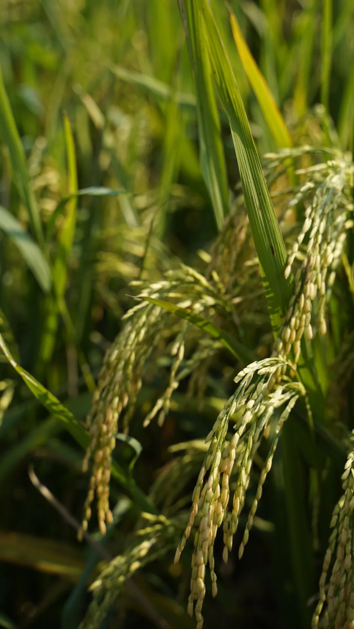 |射洪舍得酿酒专用粮基地里种植的水稻 摄影/好酒地理局视频中心