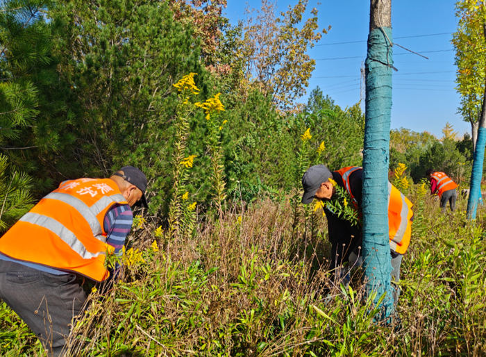 ▲河渠养护工人拔除“加拿大一枝黄花”