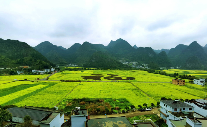 万峰林油菜花开。