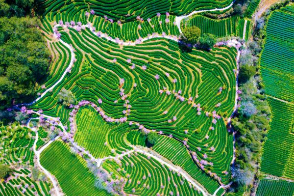 武夷山星村镇燕子窠生态茶园樱花盛开