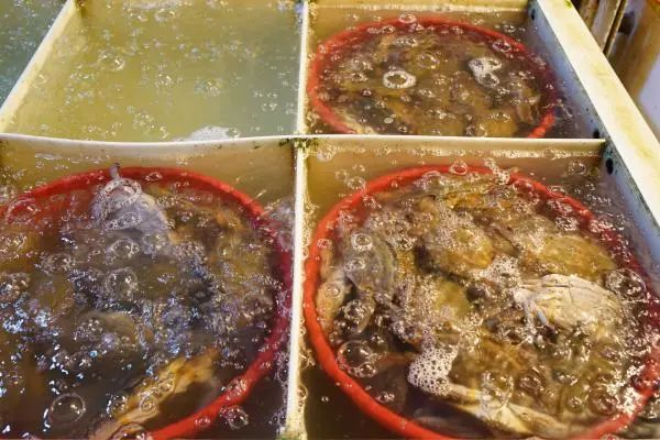 宁波水产批发市场，经营户的蟹池里装满了梭子蟹。