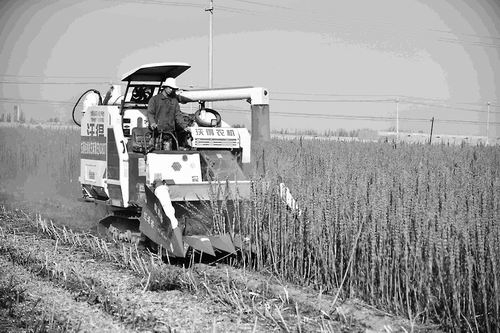 ▲10月28日，联合收割机在芝麻田里。