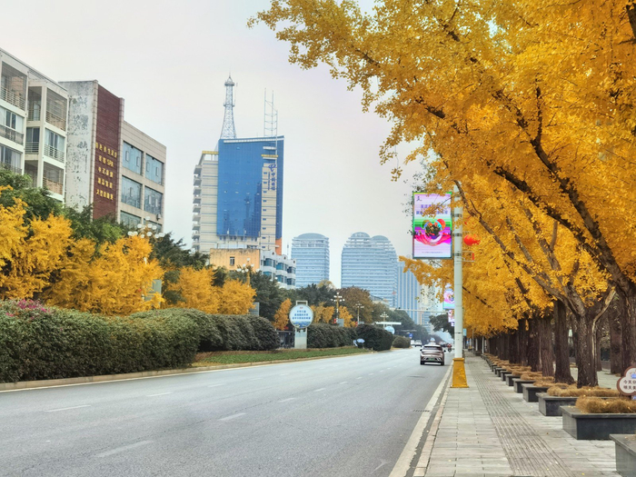 兴义街边金黄银杏成风景线。