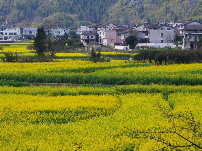 万峰林油菜花盛开。