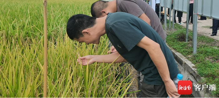 　　11月2日，2023年优质高产水稻、“海南好米”品种示范项目现场观摩培训会在乐东抱孔洋举行。记者 利声富 摄