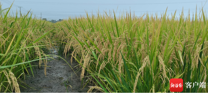 　　11月2日，2023年优质高产水稻、“海南好米”品种示范项目现场观摩培训会在乐东抱孔洋举行。记者 利声富 摄