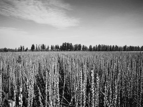 ▲在新疆精河种植的抗落粒宜机收芝麻品种“豫芝620”，大面积种植亩产突破270公斤。