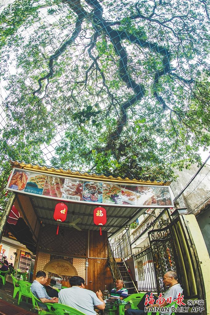 2021年3月17日，海口市琼山区府城一露天老爸茶店，市民在大树下休闲，好不惬意。 特约记者 龙泉 摄