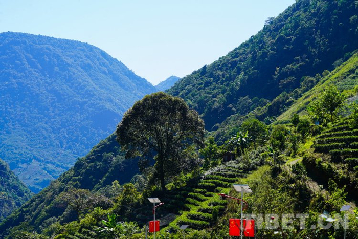 图为巴登村茶园摄影:赵振宇