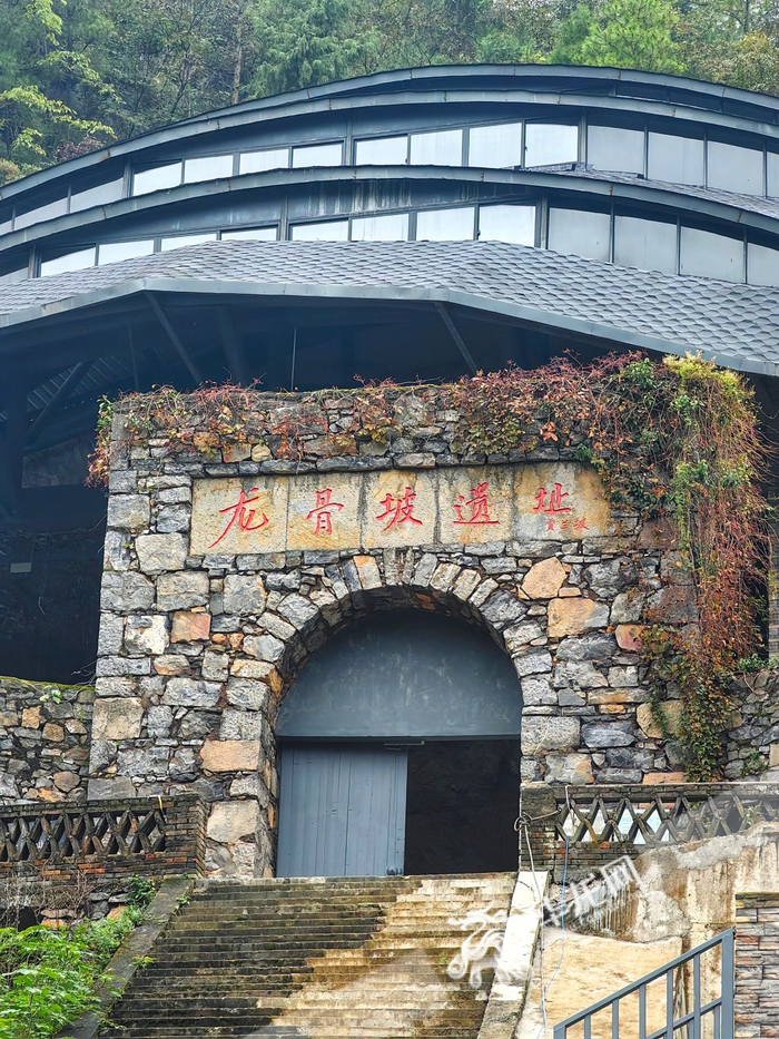 巫山龙骨坡遗址.华龙网记者 张质 摄