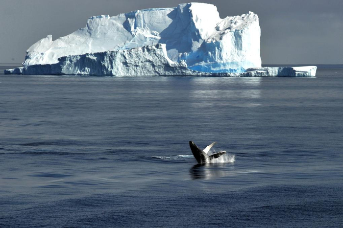 　　一只鲸鱼在罗斯海的一座冰山脚下露出海面。新华社记者 张建松 摄