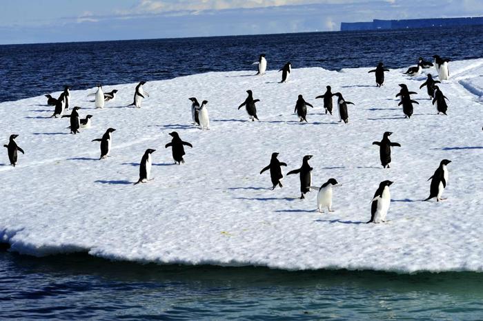 海洋生物丰富,生态网完整,大约生活了50%的南极c型虎鲸,40%阿德利企鹅