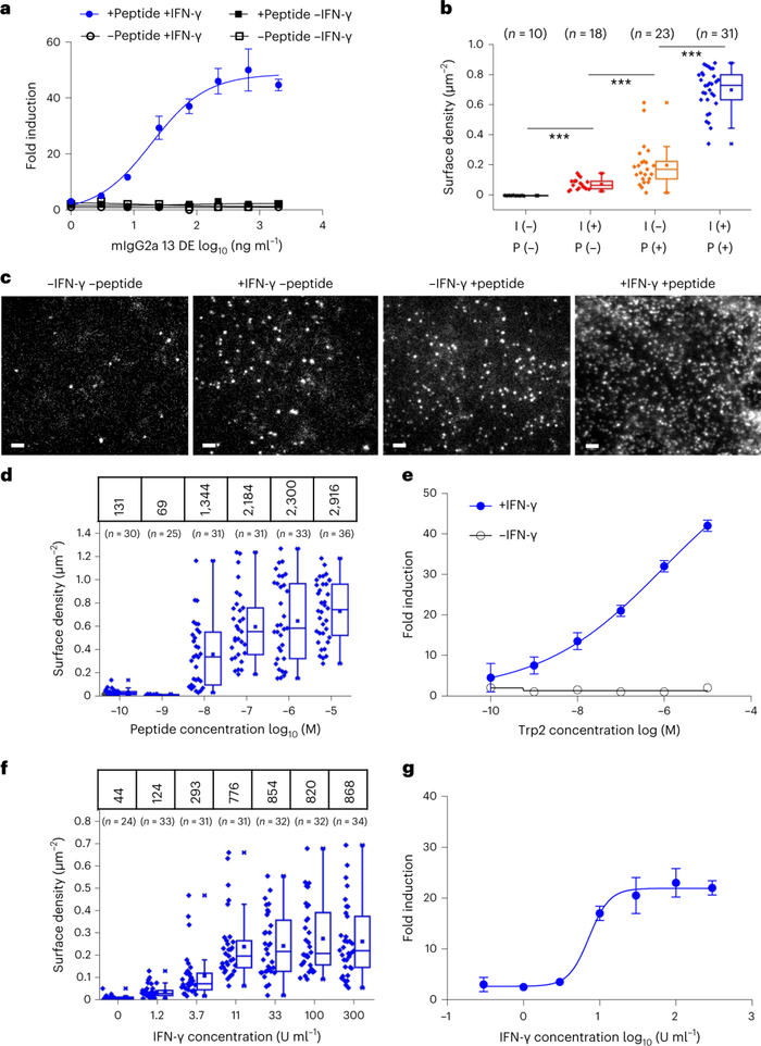 ●图3 提呈抗原的数量与ADCC报告基因活性之间的相关性。