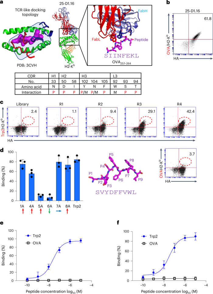 ●图2 Trp2特异性TCRm抗体文库的设计与筛选。
