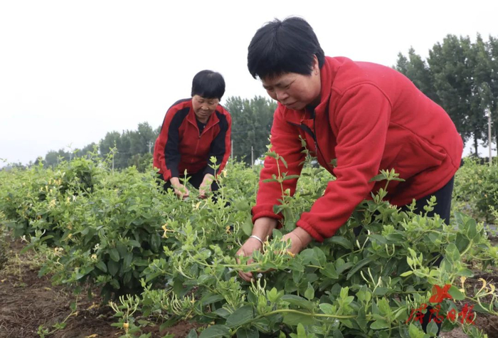 图为兴平市南位镇中草药种植现代化产业园的工人正在采摘金银花。咸阳日报全媒体记者 王晓田/图