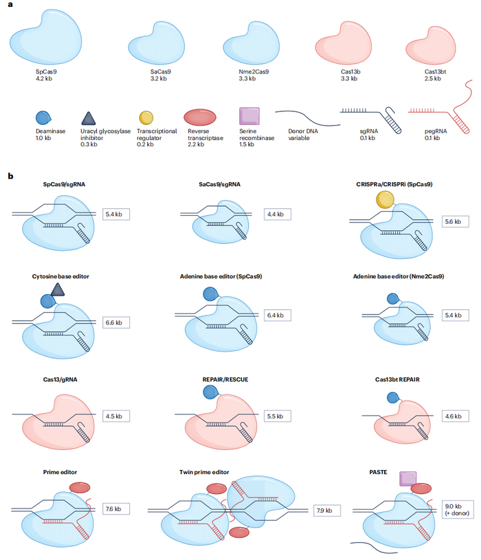 常用的基因编辑工具的尺寸