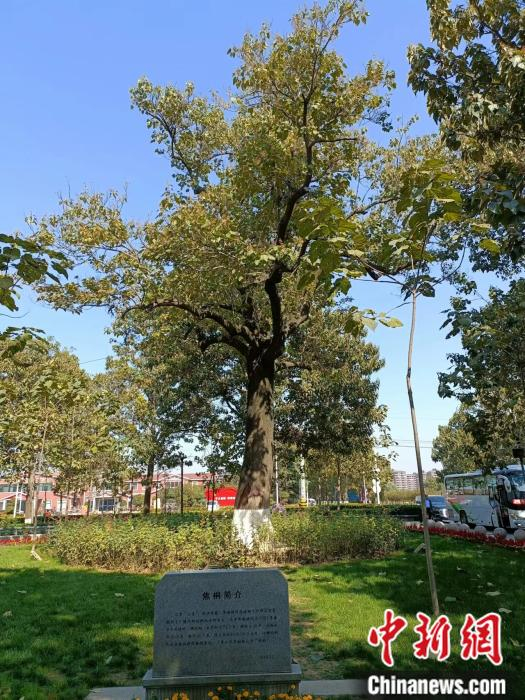&nbsp;&nbsp;焦裕禄亲手栽下的泡桐树"焦桐". 左雨晴 摄
