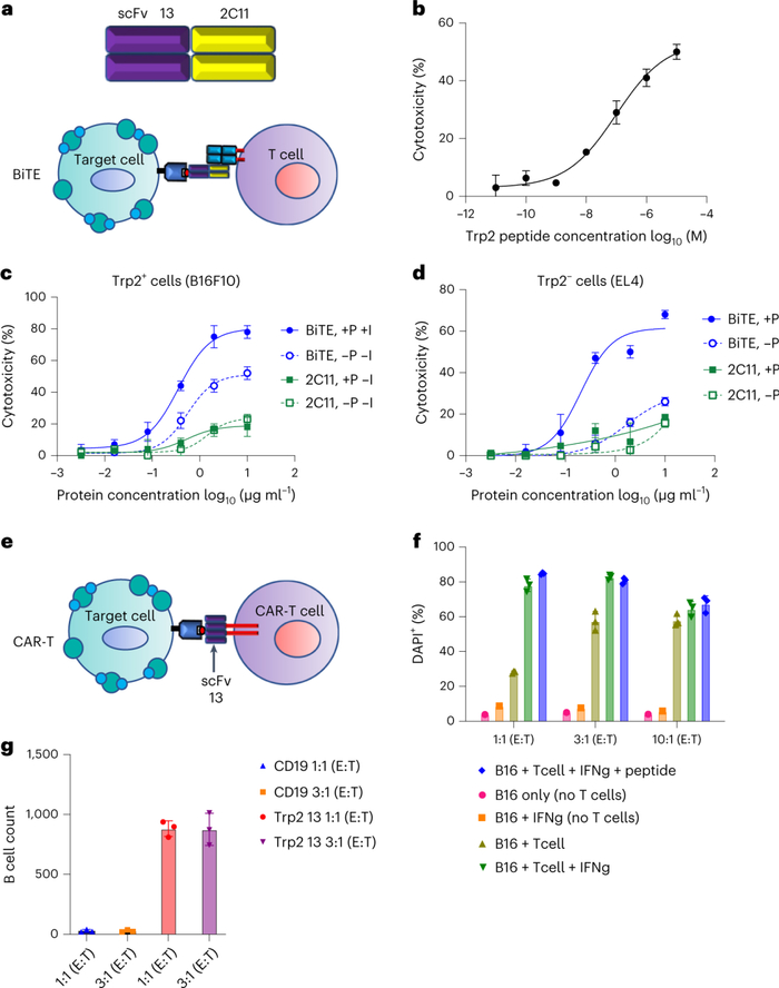 ●图4 BiTE和CAR-T形式的Trp2 TCRm scFv。