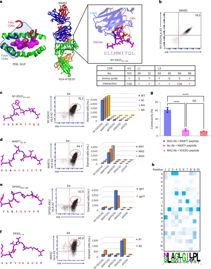 ●图5 重新设计HLA-A*02:01 TCRm scFv文库的特异性。