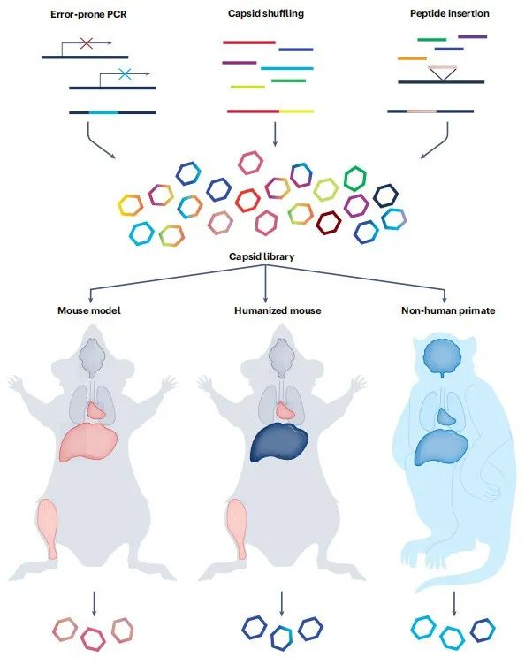 AAV衣壳文库的构，以及在体内筛选递送能力增强的衣壳
