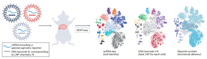 单细胞纳米颗粒靶向测序技术用于高通量、单细胞分辨率的体内LNP筛选