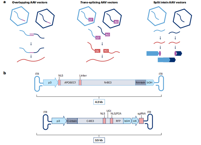断裂AAV载体的设计