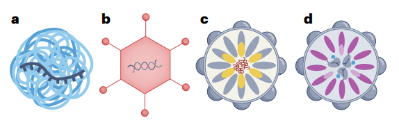 递送基因编辑器的非AAV和非LNP的递送系统，从左至右依次为聚合物纳米颗粒、腺病毒、SEND、工程化VLP