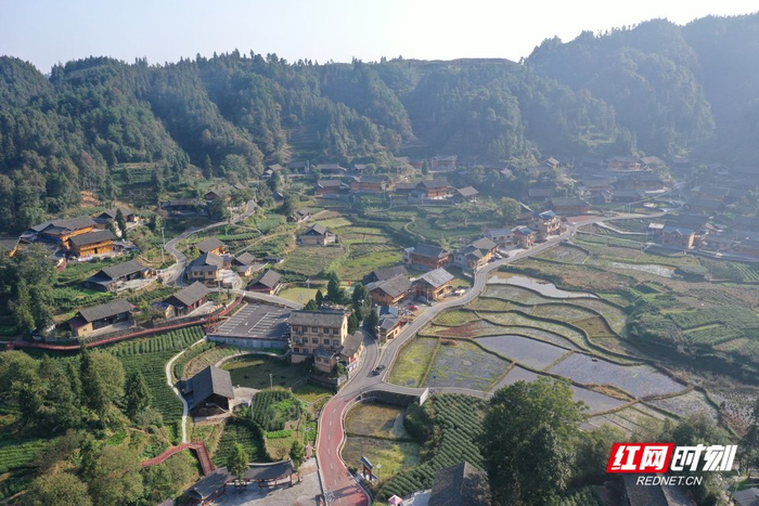 十八洞村和"她的邻居们"⑥|保靖国茶村:金叶与兴业|民宿_新浪新闻