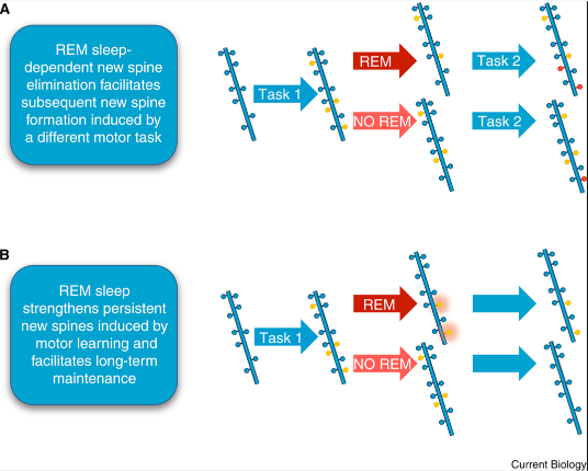 REM睡眠通过调节神经元突触来促进学习和记忆