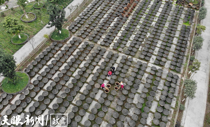 赤水晒醋。（赤水市融媒体中心供图）