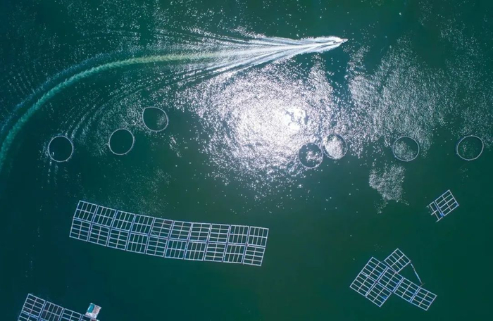 ▲资料图，桂山镇大蜘洲岛养殖场。图/李建束