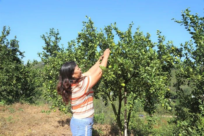 △以上图片来源 德庆发布