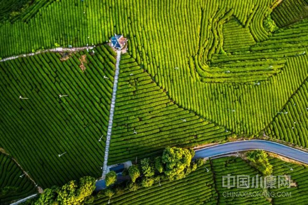 　　支柱产业 经过多年的发展，茶产业已经成为松阳农业的支柱产业。供图/松阳县宣传部