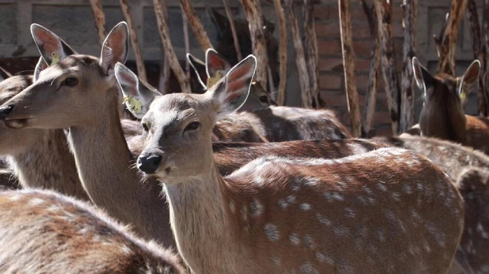基地养殖的梅花鹿。本报记者 栾雨嘉 摄