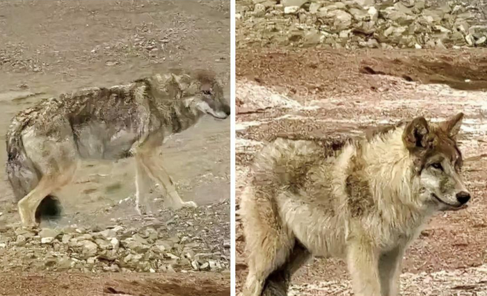 ▲瘦骨嶙峋的野狼（左）在投喂下长胖了（右）