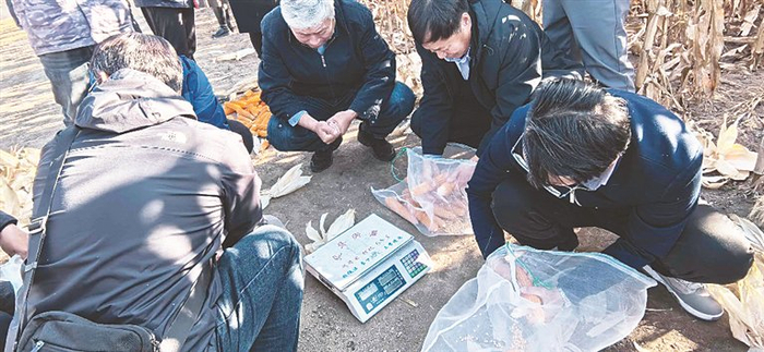     当场摘棒搓粒测产。