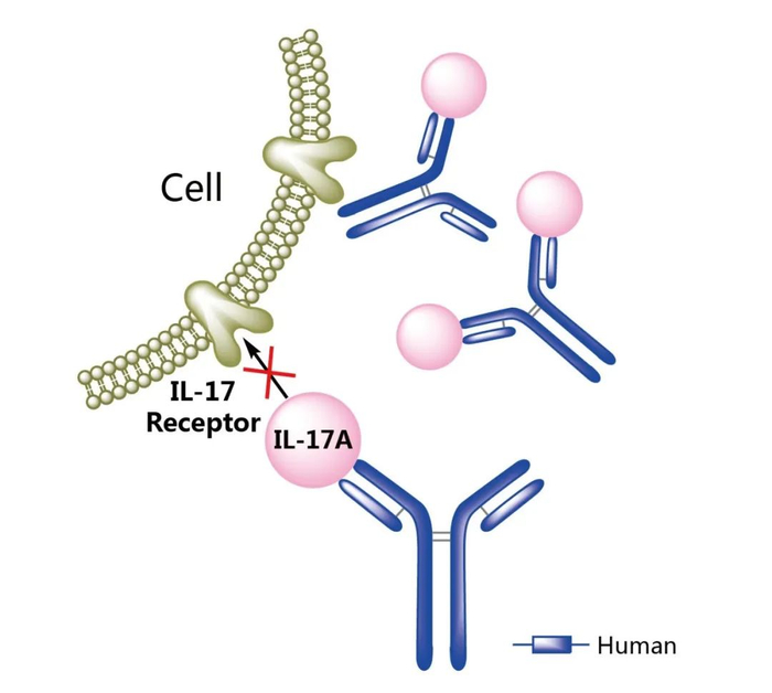 图1. Cosentyx作用机制示意图，来源：药渡数据