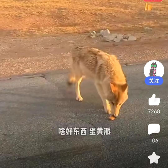 ▲网红狼被游客投喂蛋黄派等食物 