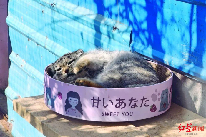 ▲2021年，齐新章主持救护了一只荒漠猫幼崽