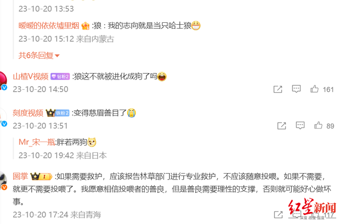 ▲齐新章在网上留言表示不能投喂网红狼